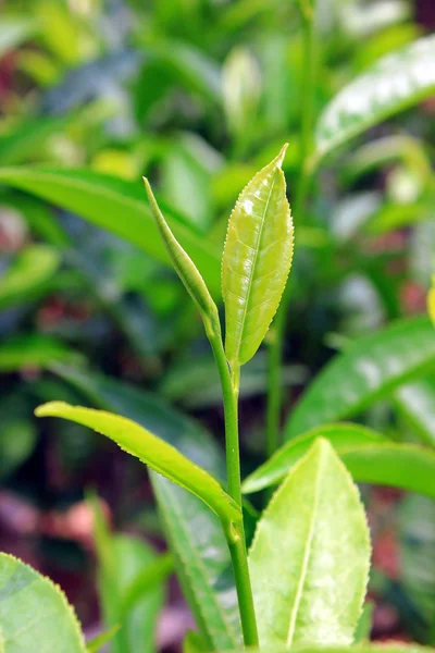 Fresh tea leaves in Darjeeling of Sikkim, India — Stock Photo, Image