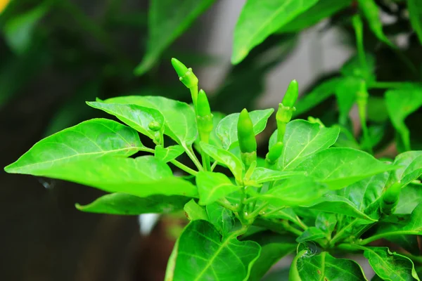 stock image Green Bird Chilli on the plant