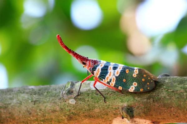 Lanternfly colorful insect ,Asian Thailand — Stock Photo, Image