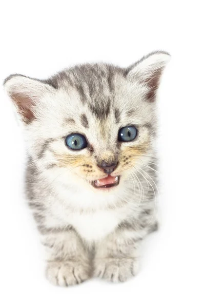 Piccolo gattino — Foto Stock