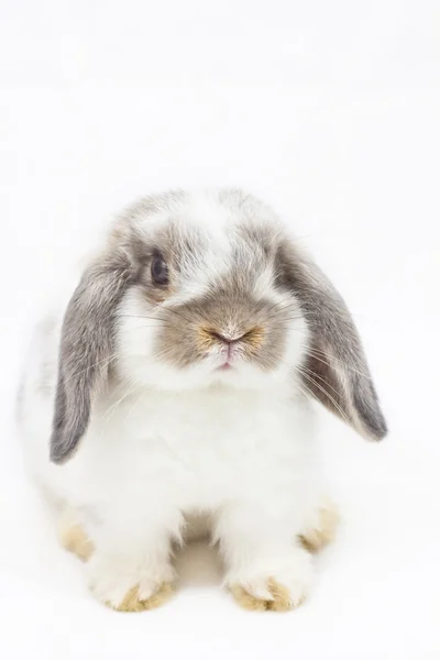 ウサギ ロイヤリティフリーのストック画像