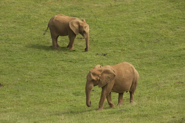 Two elephants — Stock Photo, Image
