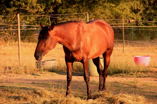 Un caballo. —  Fotos de Stock