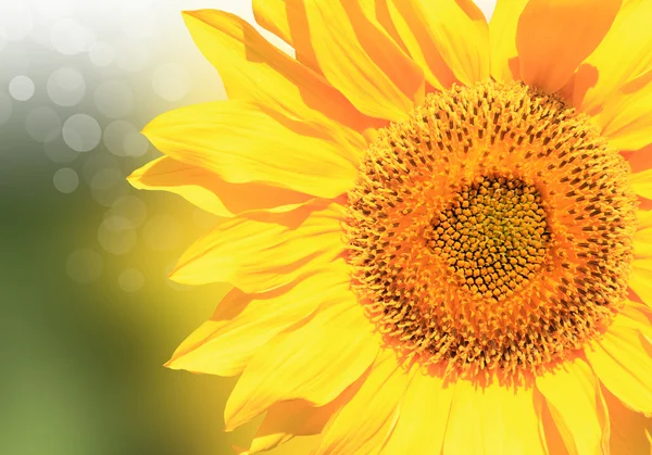 stock image Sunflower