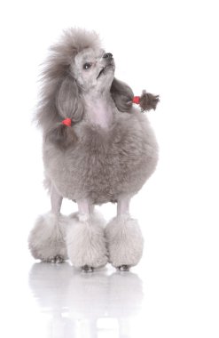 Portrait of poodle looking up clipart