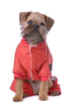 düzgün saçlı brussels griffon köpek yavrusu