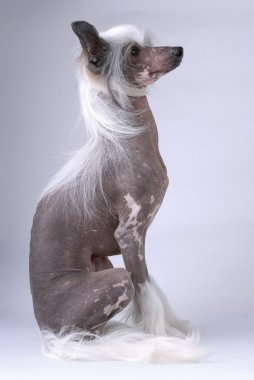 witte chinese crested dog