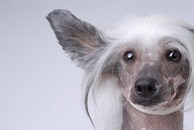 witte chinese crested dog