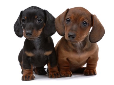 Pair of Smooth-haired Dachshunds clipart