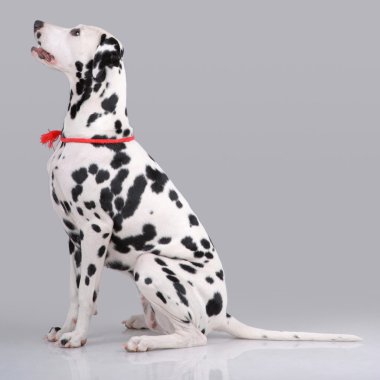 Portrait of sitting Dalmatian on gray clipart