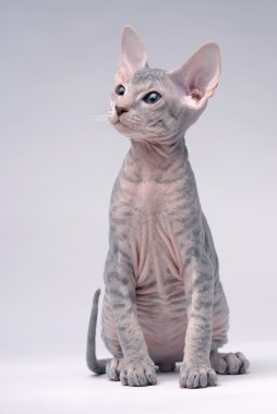 Gray Peterbald cat, Oriental Shorthair clipart