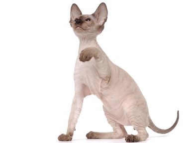 Brown Peterbald cat, Oriental Shorthair raising his paw clipart