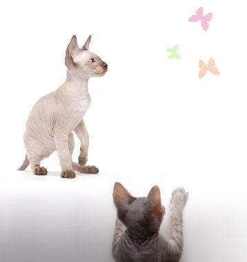 Pair of Peterbald cats, Oriental Shorthair hunting on painted bu clipart