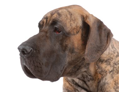 Alman mastiff