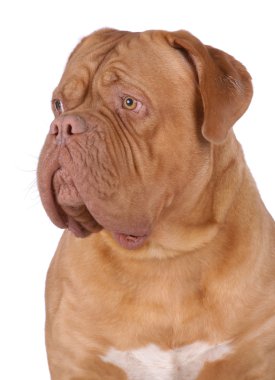 Dogue De Bordeaux