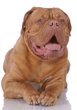 Portrait of Dogue de Bordeaux clipart