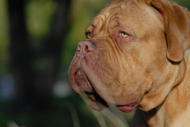 Dogue De Bordeaux