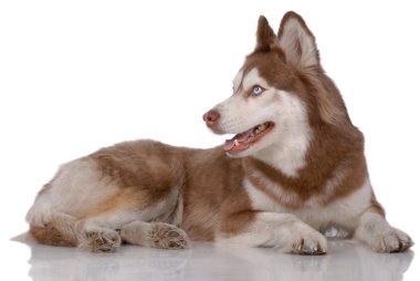 Sibirya Husky 'nin Portresi