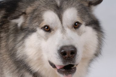 alaskan malamute portresi