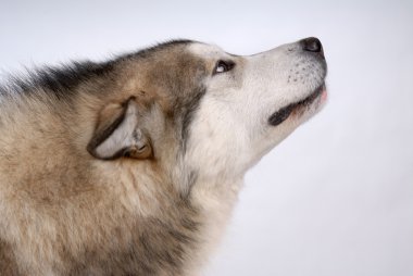 alaskan malamute portresi