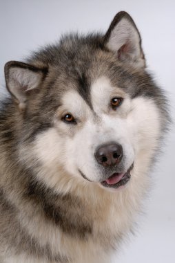 alaskan malamute portresi