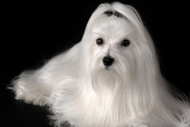 Portrait of Maltese dog clipart