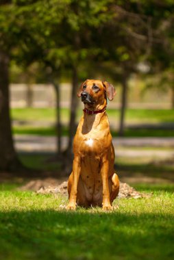 Rodezya ridgeback portresi