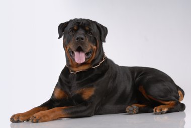 Rottweiler dog clipart