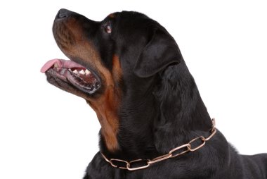 Rottweiler köpek