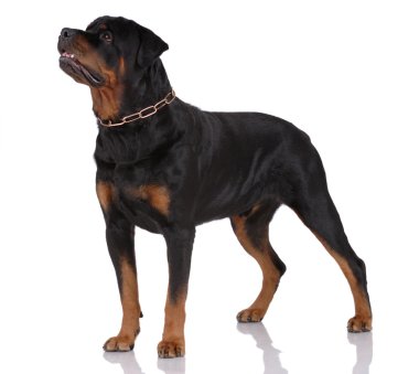 Rottweiler dog clipart