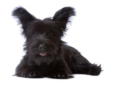 Skye Terrier köpeği.