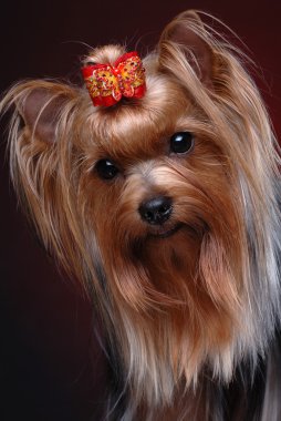 yorkshire terrier portresi