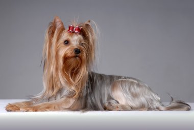 yorkshire terrier portresi