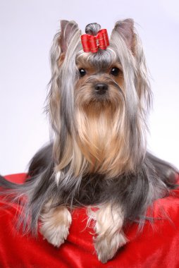 Portrait of yorkshire terrier clipart