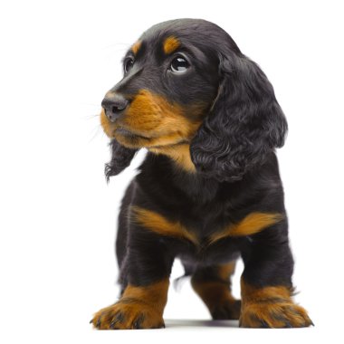 Portrait of standing puppy of Dachshund clipart