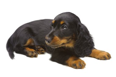 dachshund köpek portresi