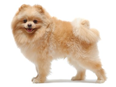 pomeranian spitz ayakta portresi