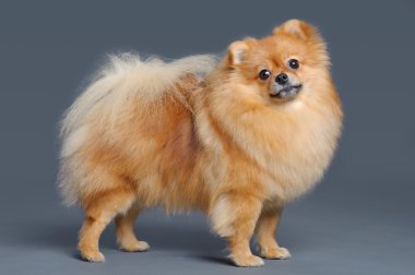 pomeranian spitz portresi