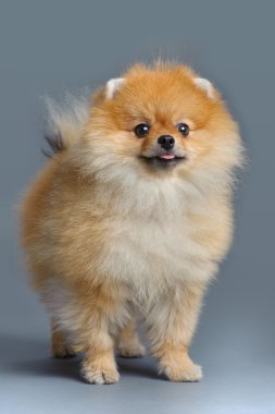 pomeranian spitz portresi