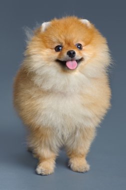 pomeranian spitz portresi