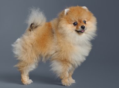 pomeranian spitz portresi