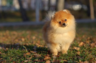 pomeranian spitz portresi