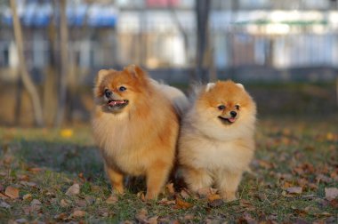 Çift pomeranian spitz portresi