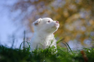 Portrait of yakutian laika puppy clipart