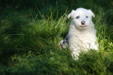 Portrait of yakutian laika puppy clipart