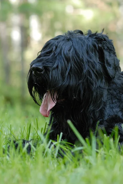 Preto russo Terrier — Fotografia de Stock