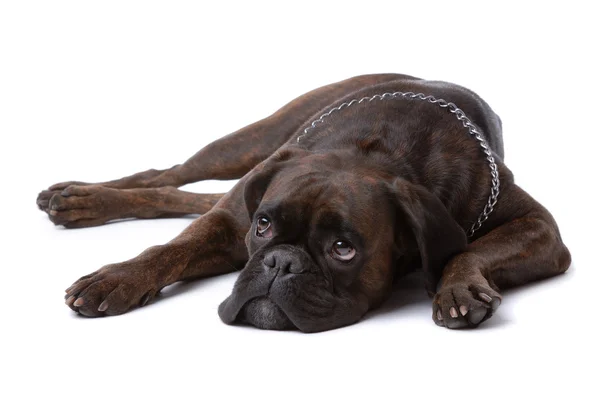 Θλιβερή μπόξερ σκύλο που αναπαύεται — Φωτογραφία Αρχείου