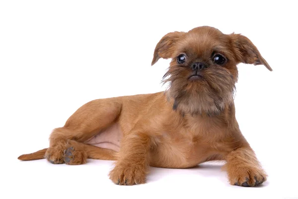 Cachorrinho de cabelo liso Bruxelas Griffon — Fotografia de Stock