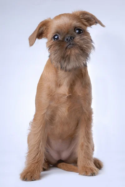Cachorro de pelo liso Brussels Griffon — Foto de Stock