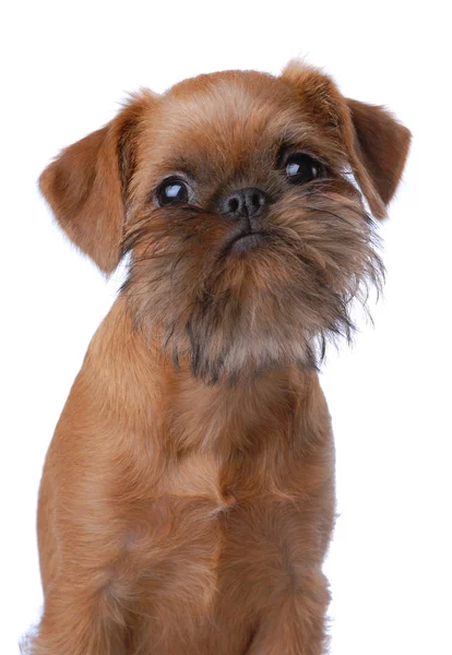 Cachorrinho de cabelo liso Bruxelas Griffon — Fotografia de Stock